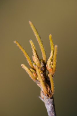 Rhamnus frangula 'Asplenifolia' - řešetlák krušina olšová - pupen jaro